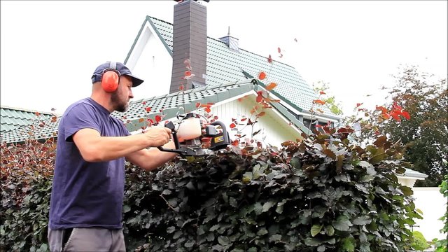 Heckenschnitt mit Motor Heckenschere, heckenschneiden, schneiden von Buchenhecke, zeitraffer, audio
 