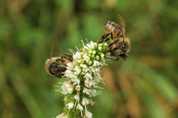 2 abeilles butinent une fleur de menthe