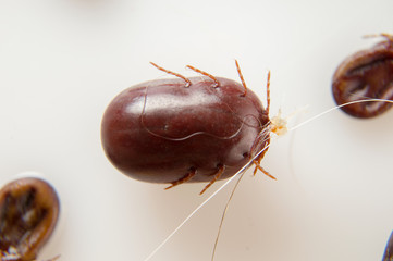 white background Ticks