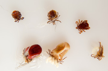 white background Ticks