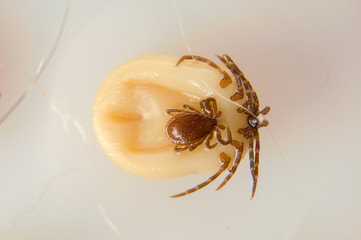 white background Ticks