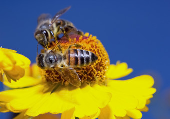 Insect macro bee collects pollen on a flower ( selective focus)