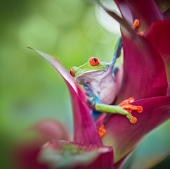 Obraz premium red eyed tree frog Costa Rica