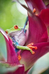 Photo sur Plexiglas Grenouille red eyed tree frog