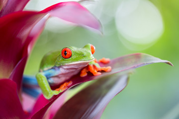 Obraz premium red eyed tree frog Costa Rica