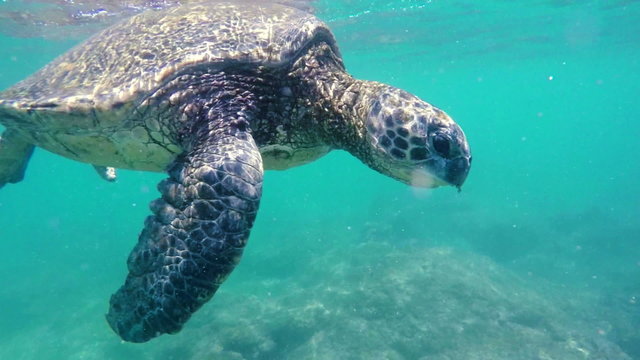 Green Sea Turtle Underwater coming up for air in the Hawaiian Islands.