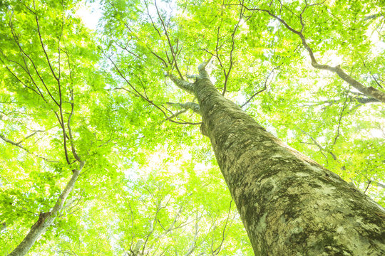 白神山地のブナ林　青森県深浦町