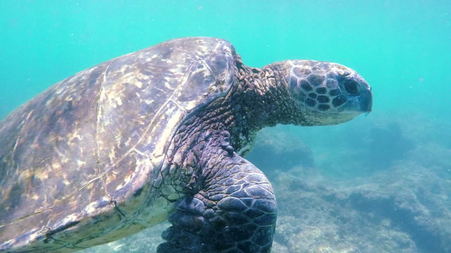 Hawaiian Green Sea Turtle Swimming Underwater. Nature Planet Earth Endagered Wildlife Concept