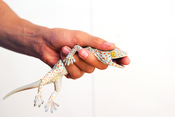 Geckos bite the hand
