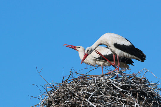 Male and female storks in the nest on blue sky background