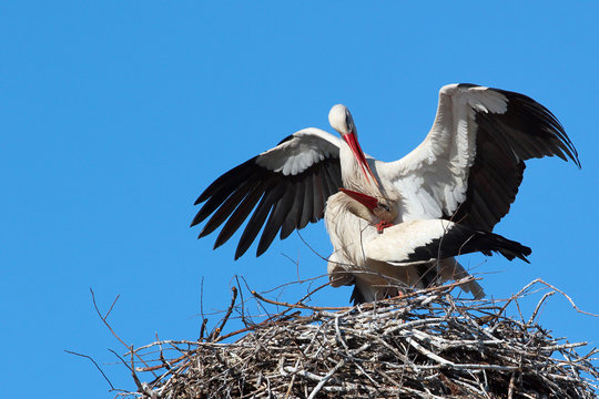 Male and female storks making love in the nest on blue sky backg