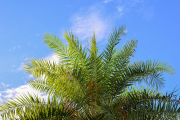 Palm leaf over sky