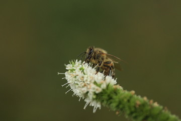 Abeille sur une fleur blanche et verte