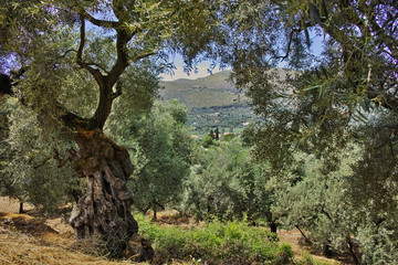 Landscape of Olive forest at Zakynthos island, Greece