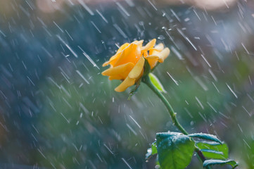Obraz premium Yellow rose in summer rain