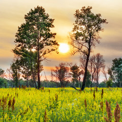 Sunset over trees on the field