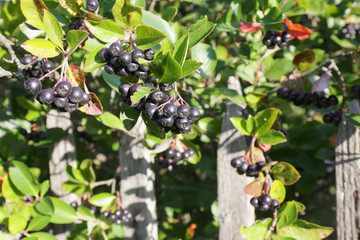 Aronia berries on a bush growing at a wooden fence in the village.