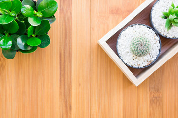 Still Life Natural Tree Cactus Plants on Vintage Wood Background Texture