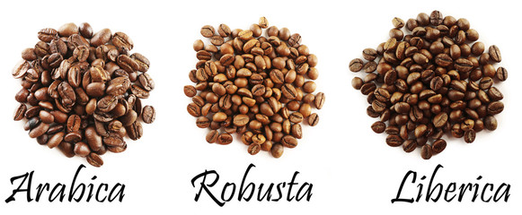 Different coffee beans isolated on white - obrazy, fototapety, plakaty