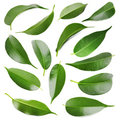 Obraz premium Green leaves isolated on white