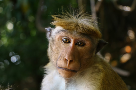 Ceylon-Hutaffe, Macaca sinica