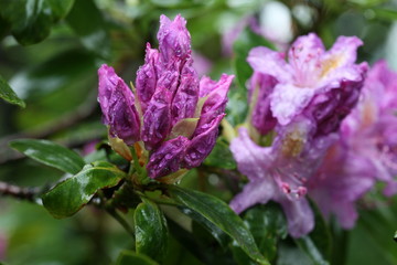 Close up of Blooming wet purple rhododendron