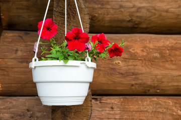 Red flower petunia in a white pot