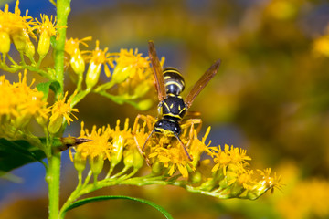 Insect macro wasp collecting pollen on a flower ( selective focus)
