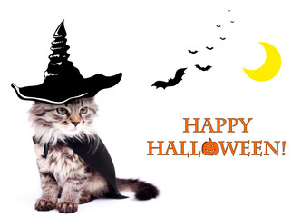 Cat with witch hat for halloween, isolated on white