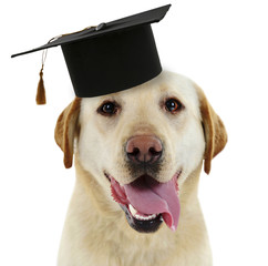 Cute dog  with grad hat isolated on white - education concept