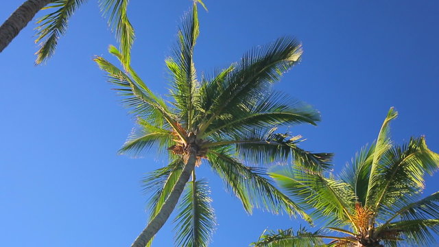Palm Trees on a Beautiful Blue Sky Sunny Background. Smooth Steadicam Motion.