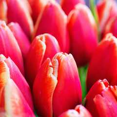 Fresh colorful tulips
