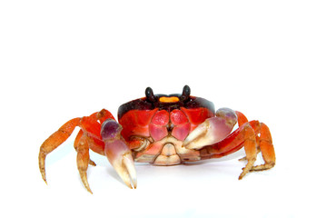 crab © Natallia Vintsik
