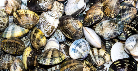 Venerupis philippinarum - Vongole