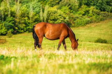 Dark bay horse grazing on a field