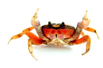 crab © Natallia Vintsik