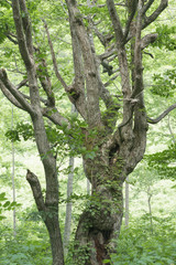 生命力を感じる面白い形の木