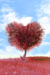 Obraz na płótnie Canvas Red tree in heart shape, outdoors