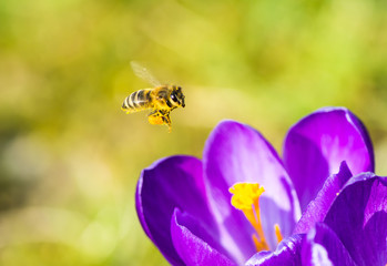 Bee flying to a purple crocus flower