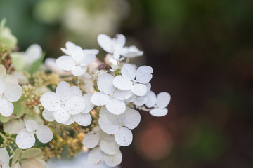 Exotic white Flower Macro