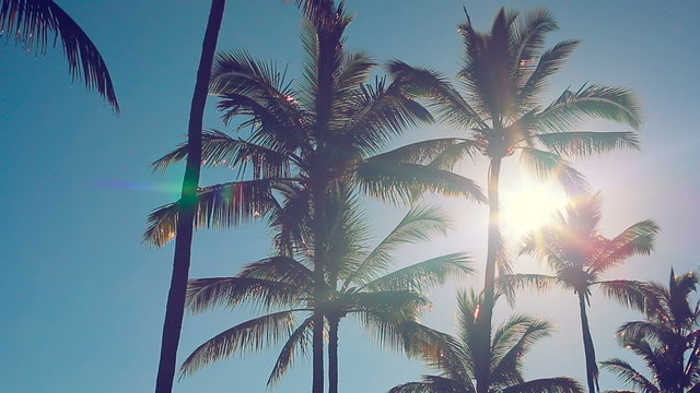 Sunrise Lens Flare Through Palm Trees on a Beautiful Blue Sky Background. Instagram Filter. Smooth Steadicam Motion.