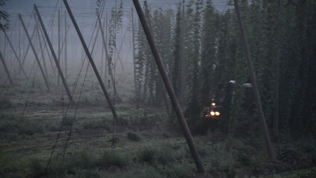 Hop harvest, tractor carrying hops to harvester