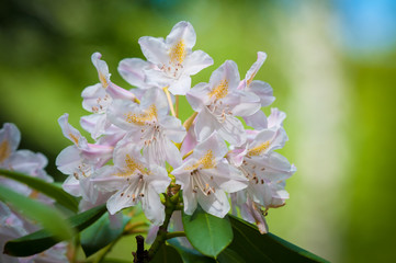 Blossoming white Rhododendron in spring