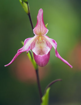 Pink phragmipedium  orchid