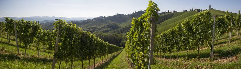 Foto auf Leinwand Panorama Weinrebe, Weinreben, Rebe, Reben, Weinstock, Steiermark, Südsteiermark, Weingarten,  © Lunghammer