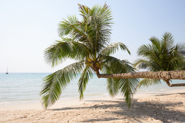 Fototapeta premium Coconut palm tree on the beach, Thailand