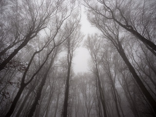 Fototapeta premium Misty forest in Carpathian mountains, Slovakia