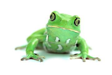 waxy monkey tree frog