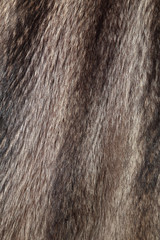 Marmot fur texture or background