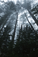 霧に包まれる森